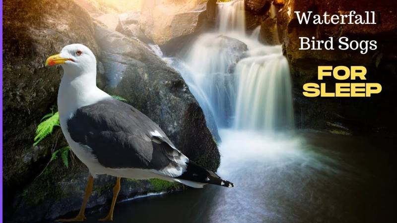 Soothing Quran Recitation | Surah Al-Maidah with Waterfalls & Birds | Relaxing Sleep Sounds